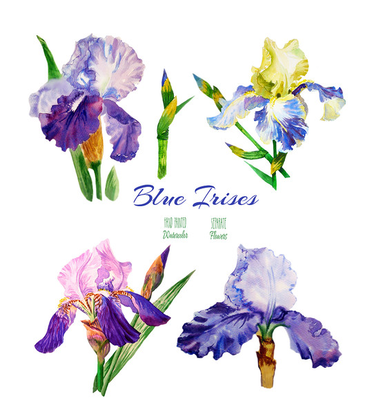 Irises flowers_2_1.jpg