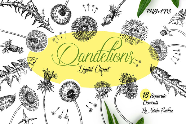 Dandelions Sketches Clipart 1.jpg