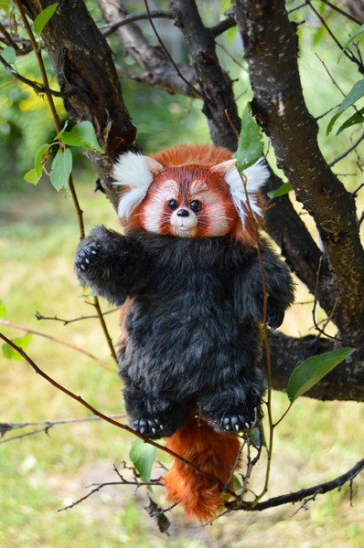 Red Panda racoonl.jpg