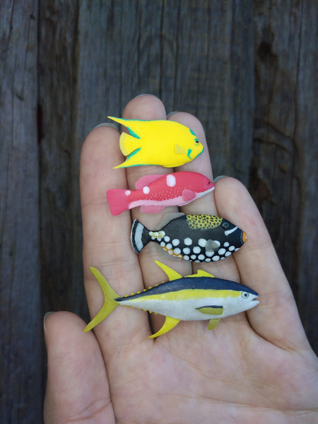 tiny-clown-triggerfish-1.jpg
