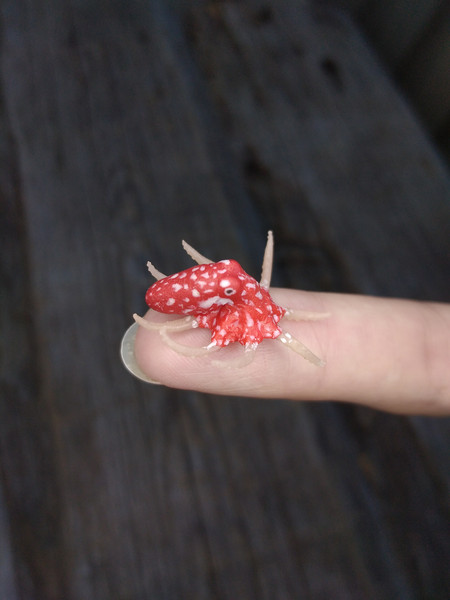 miniature-octopus-1.jpg