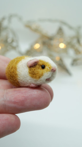 guinea-pig-miniature