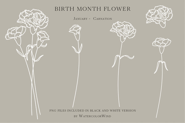 Carnation - January Birth Flower