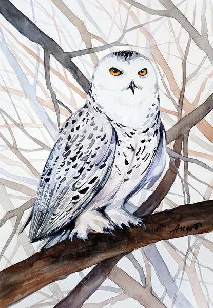 original watercolor snow owl painting bird by Anne Gorywine
