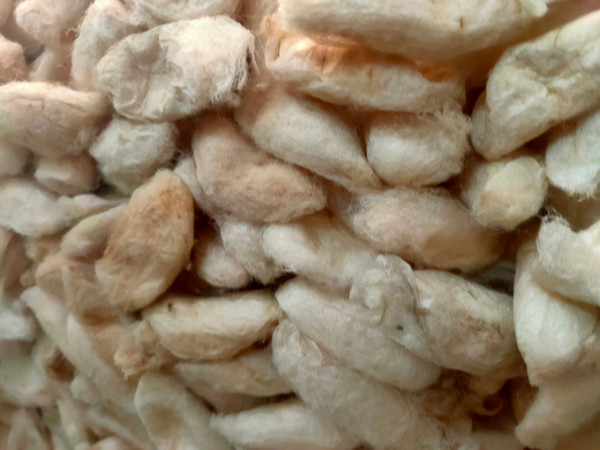 Mulberry White Eri Cocoon - SilkRouteIndia (4).jpg