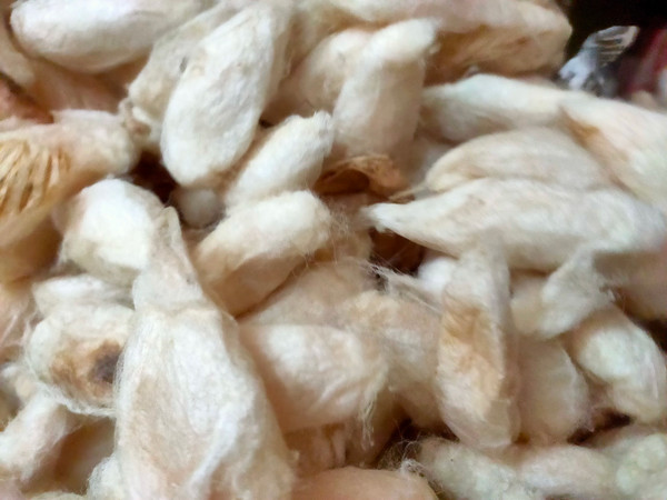 Mulberry White Eri Cocoon - SilkRouteIndia (6).jpg