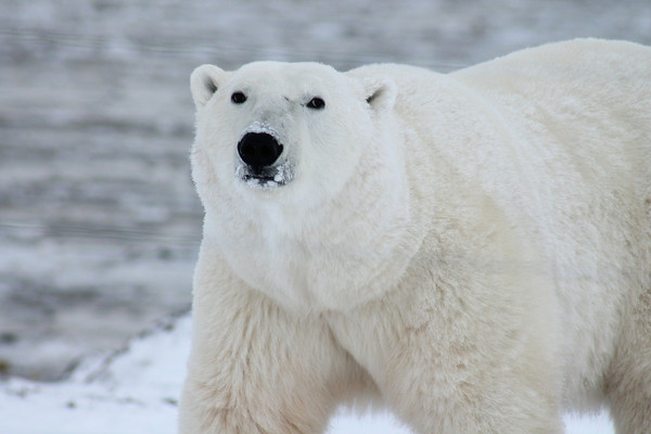 polar-bear-gb90465907_1920.jpg