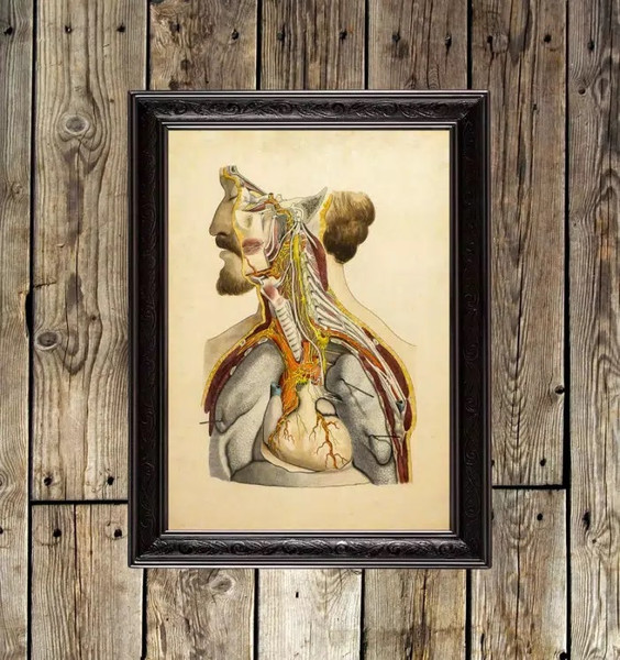 human-anatomy-internal-organs.jpg
