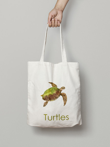 turtle illustrations.jpg