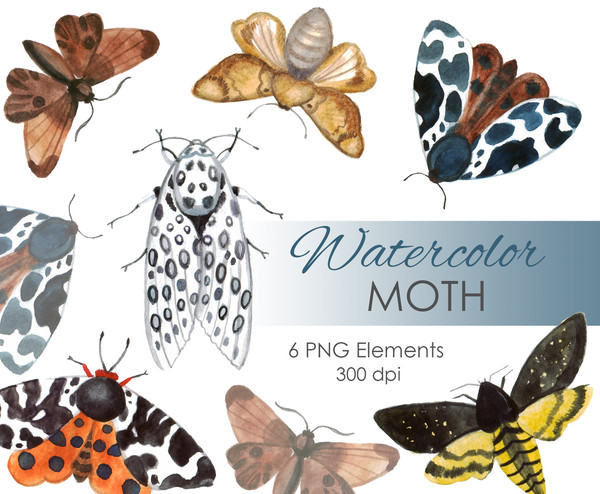 Watercolor insect .jpg