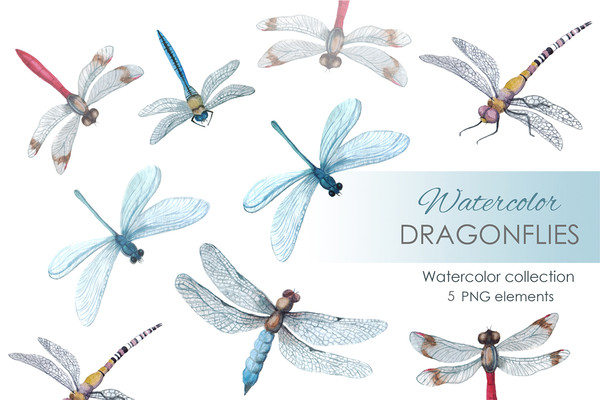 watercolor dragonfly.jpg