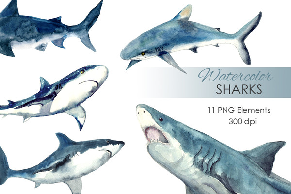 watercolor shark.jpg