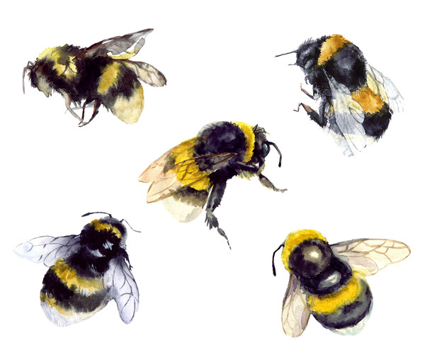 bumblebee set.jpg