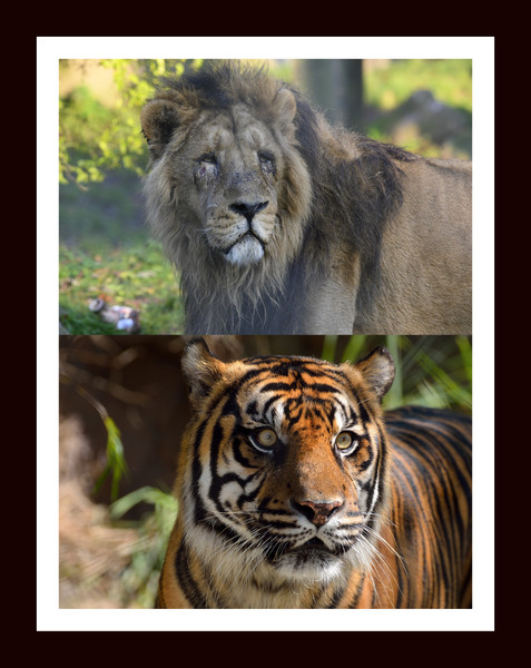 Lion & Tiger (1).jpg