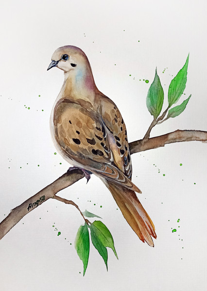 watercolor dove by Anne Gorywine