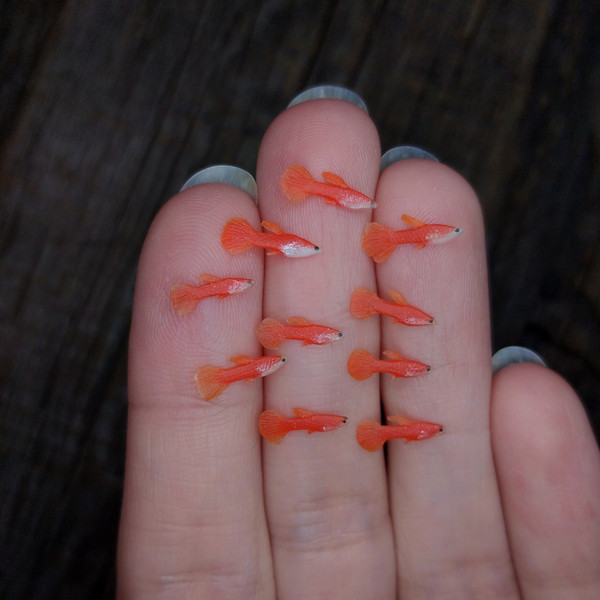 miniature-red-guppy-fish-2.jpg