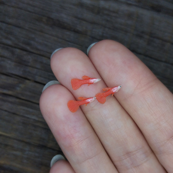 miniature-clay-aquarium-fish-2.jpg