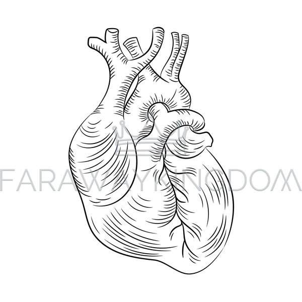 ANATOMIC HEART [site].png
