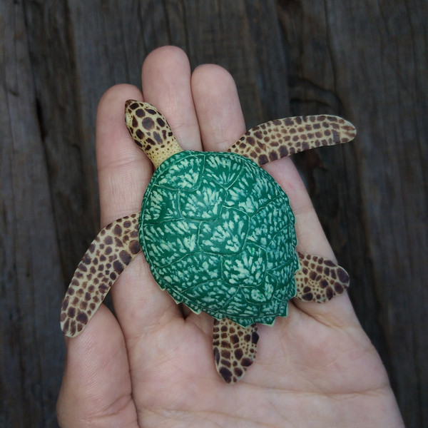 miniature-hawksbill-sea-turtle-1.jpg