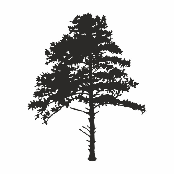 Spruce forest Svg6.jpg