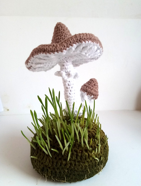 mushroom_collection.jpg