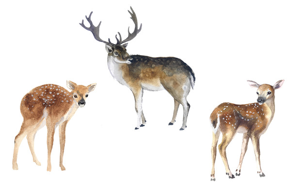 deer watercolor.jpg