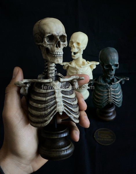 skeleton anatomy bust made of plastic bust has movable elements