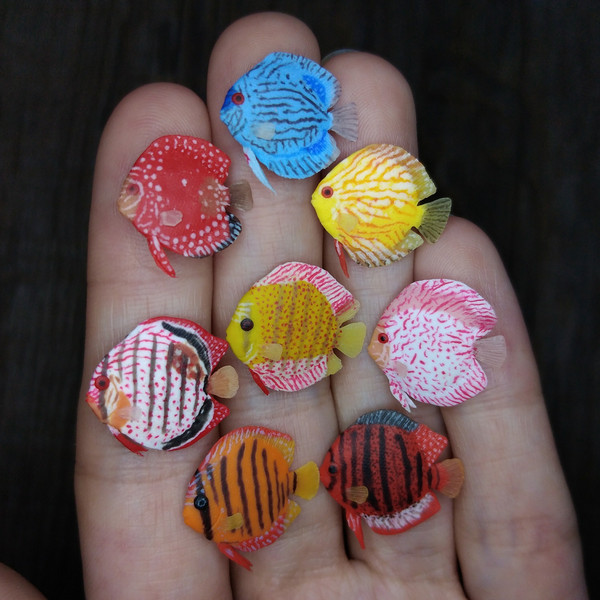 miniature-colorful-discus-fish-2.jpg