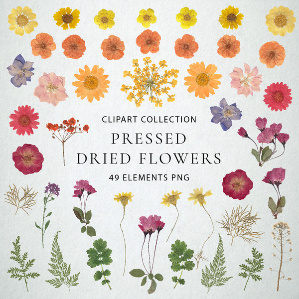 Pressed Dried Flowers and Plants Collection, Scanned Pressed - Inspire  Uplift