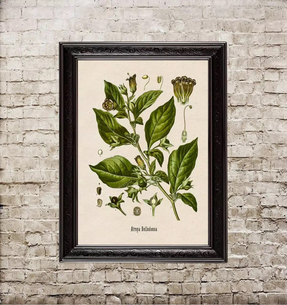 atropa-belladonna-fine-art-print.jpg