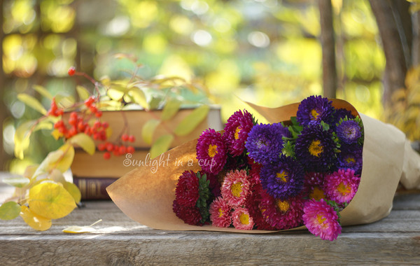 Flower photography with a bouquet of colorful asters