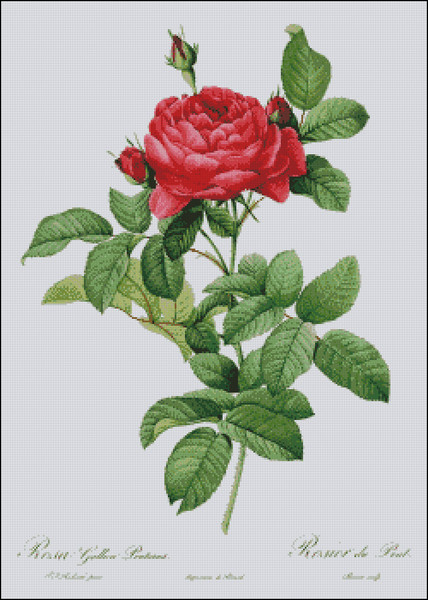 Rosa Gallica Pontiana1.jpg