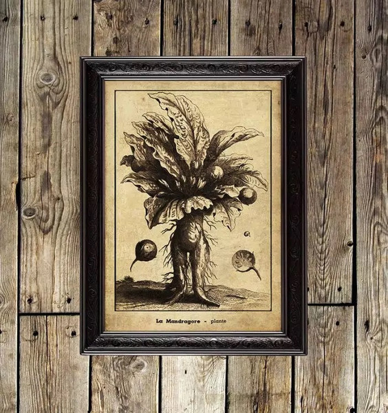 mandrake-occult-botanic-art-print.jpg