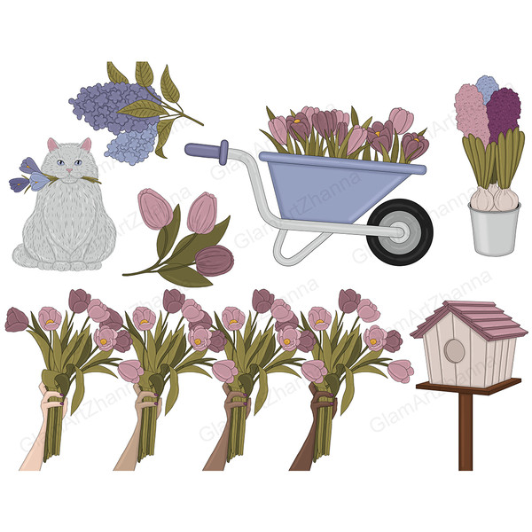 Spring clipart gray cat with flowers in her mouth. Blue garden cart with tulips. Purple hyacinth flowers. Bouquet of bright purple flowers with green stems in f
