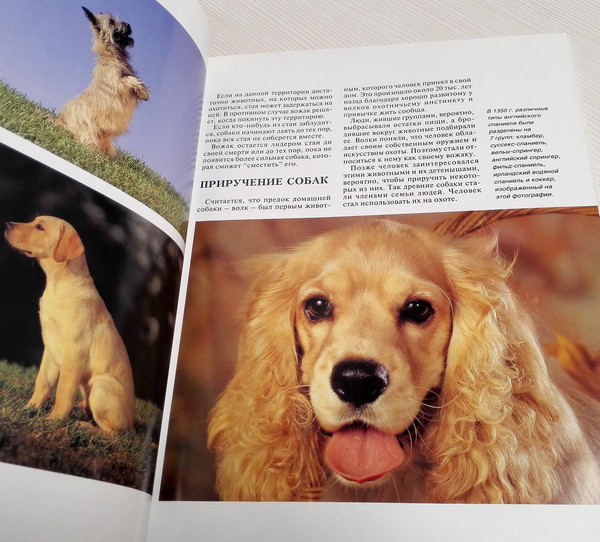 dog-breed-catalog.jpg