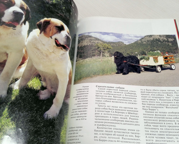 dog-breeds-book.jpg