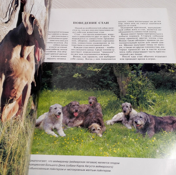 encyclopedia-of-dog-breeds.jpg