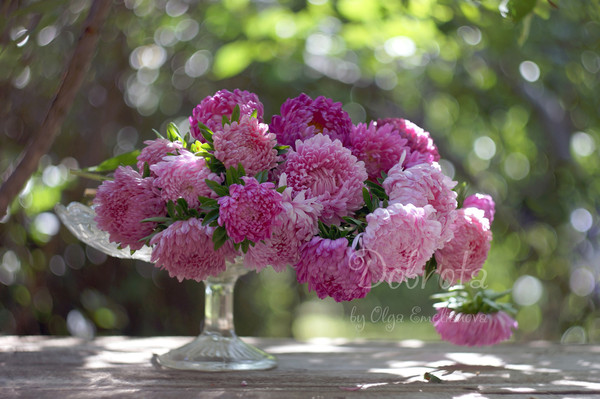 photography with a bouquet of pink asters