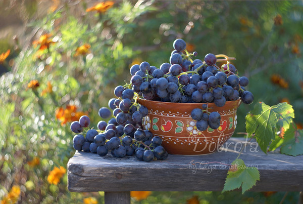 photography with a a bowl of grapes