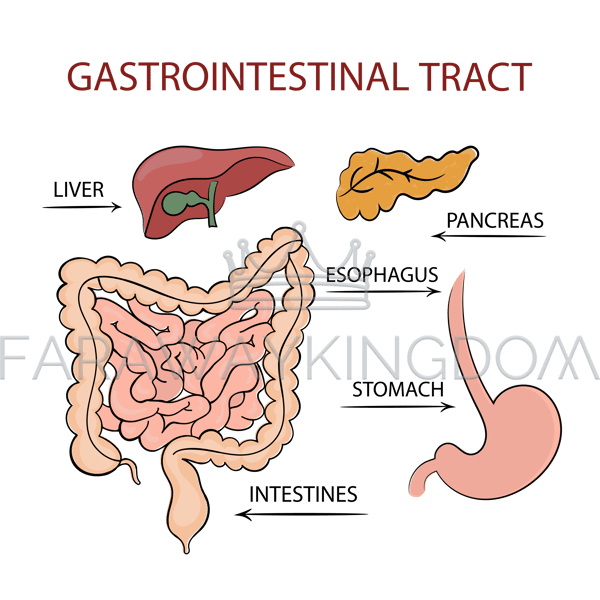 MEDICINE GASTROINTESTINAL TRACT [site].png