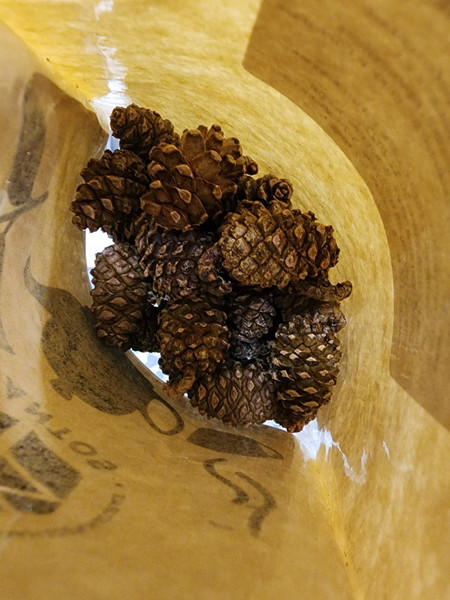 fsPine cones useful additive to tea, coniferous aroma 1.jpeg