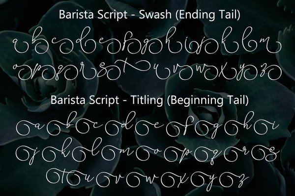 Barista-Script-Preview-004.jpg