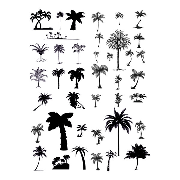 Palm trees.jpg