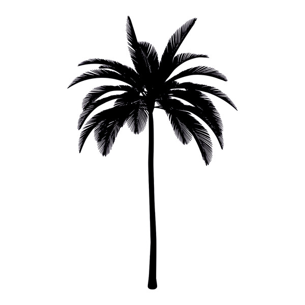 Palm trees1.jpg