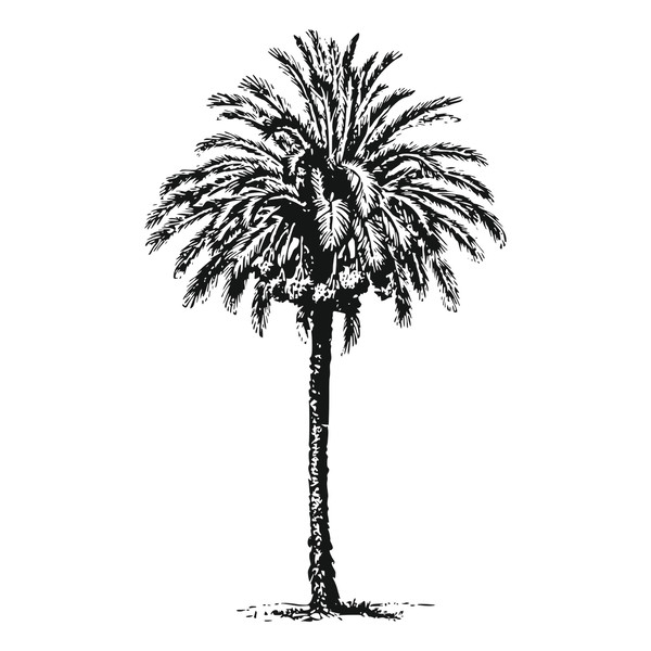 Palm trees2.jpg