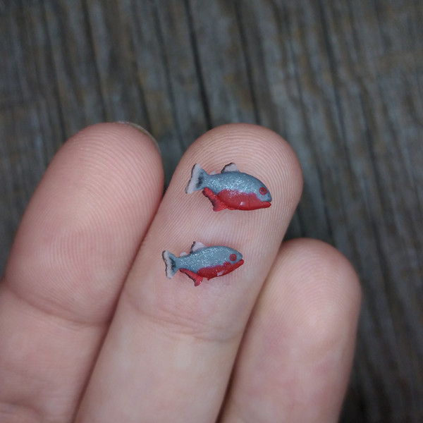 tiny-red-belly-piranha-1.jpg