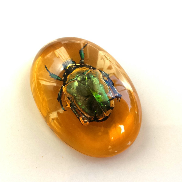Real Insect Scarab Beetle Amber Resin Cabochon Amulet Home Decor Fridge Magnet — копия.jpg