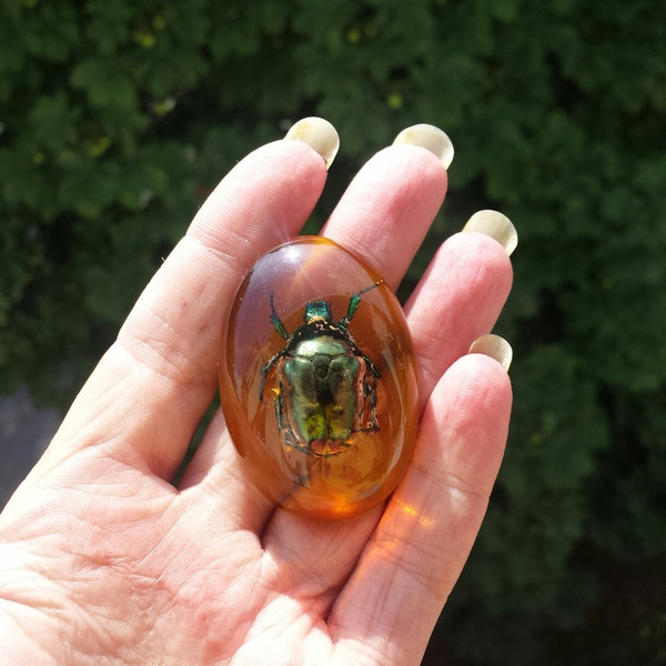 Real Insect Scarab Beetle Amber Resin Cabochon Amulet Protection Home Decor Yellow Green Fridge Magnet (2).jpg