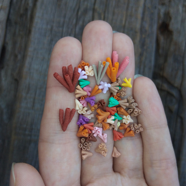 tiny-corals-3.jpg