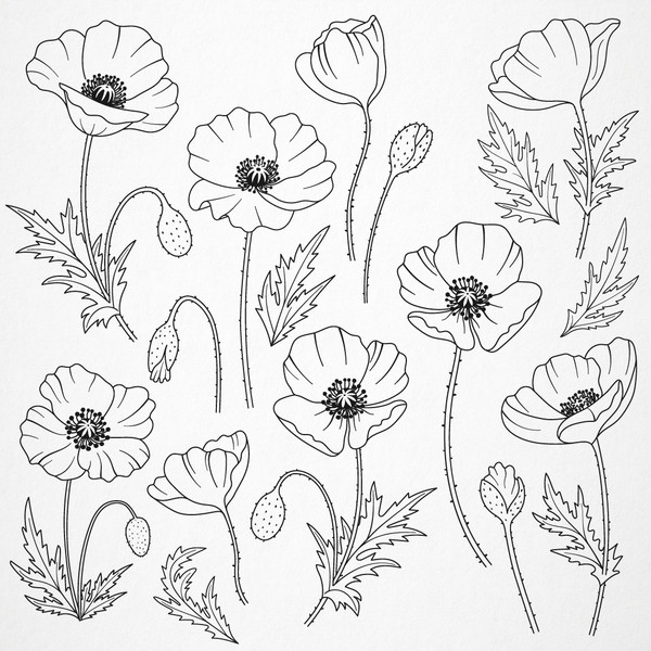 Poppies-preview-02.jpg